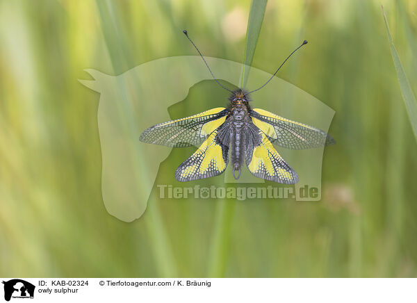 Libellen-Schmetterlingshaft / owly sulphur / KAB-02324