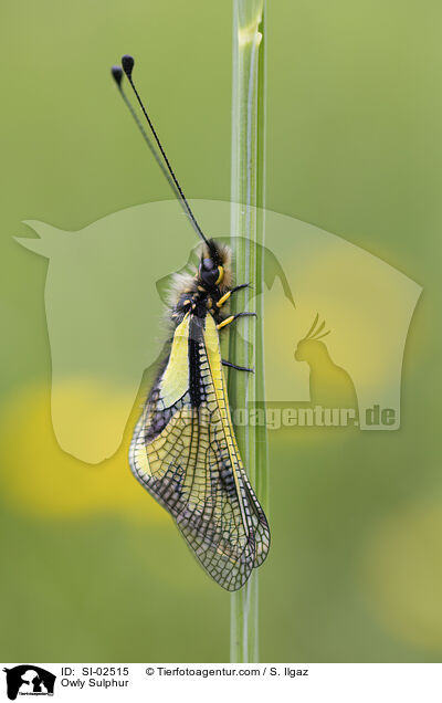 Libellen-Schmetterlingshaft / Owly Sulphur / SI-02515