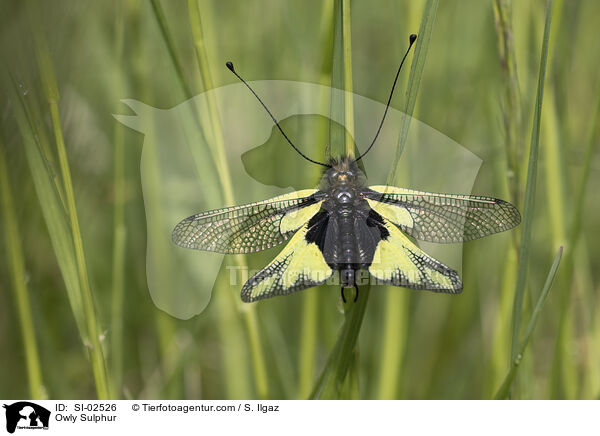 Libellen-Schmetterlingshaft / Owly Sulphur / SI-02526