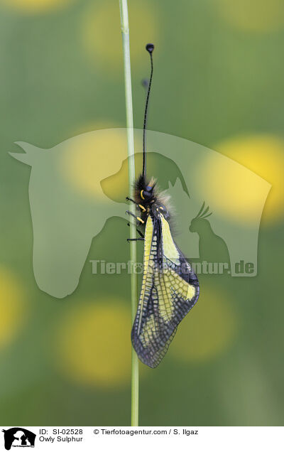 Libellen-Schmetterlingshaft / Owly Sulphur / SI-02528