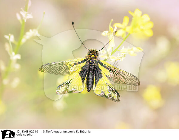 owly sulphur / KAB-02619