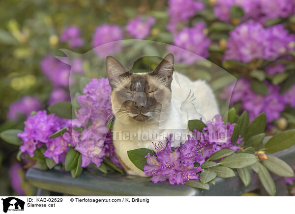 Siamese / Siamese cat / KAB-02629