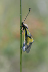 owly sulphur