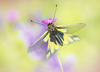 owly sulphur
