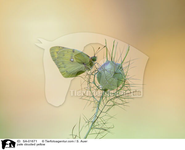 pale clouded yellow / SA-01671