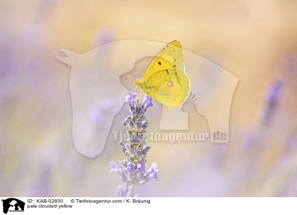 pale clouded yellow / KAB-02600
