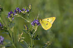 pale clouded yellow