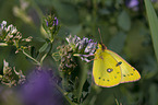 pale clouded yellow
