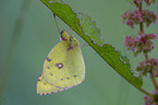 pale clouded yellow