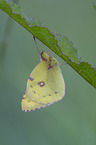pale clouded yellow