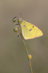 sitting Pale Clouded Yellow