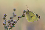 Pale Clouded Yellow