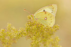 pale clouded yellow