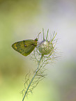 pale clouded yellow