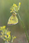 pale clouded yellow