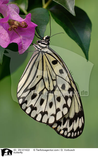 Weie Baumnymphe / butterfly / DV-01422