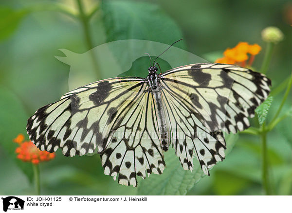 Weie Baumnymphe / white dryad / JOH-01125