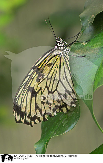 Weie Baumnymphe / white dryad / JOH-01127