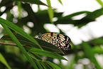 large tree nymph