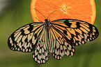 large tree nymph