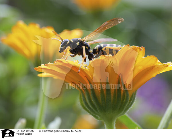 Paper Wasp / SA-01097