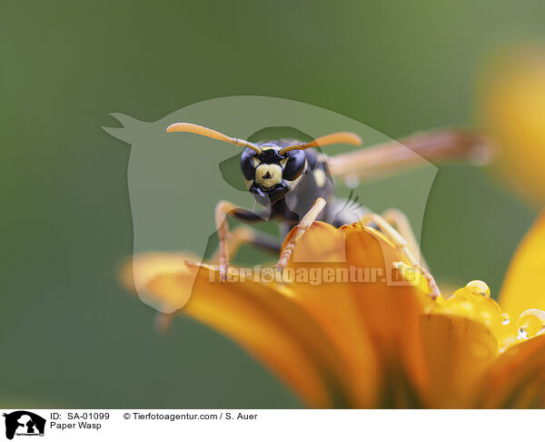 Paper Wasp / SA-01099