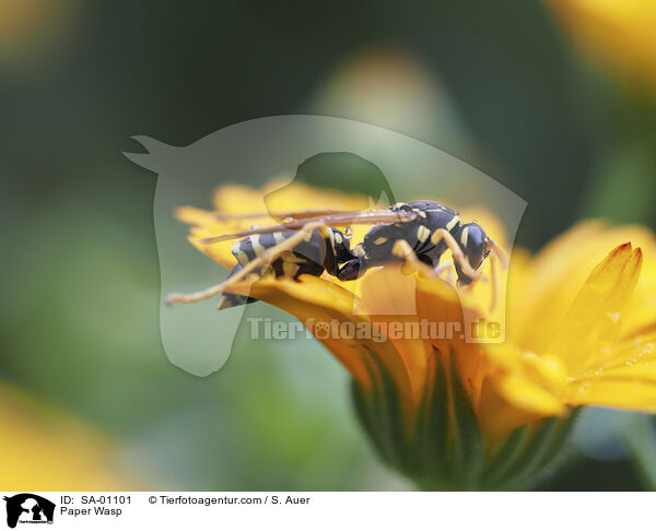 Paper Wasp / SA-01101