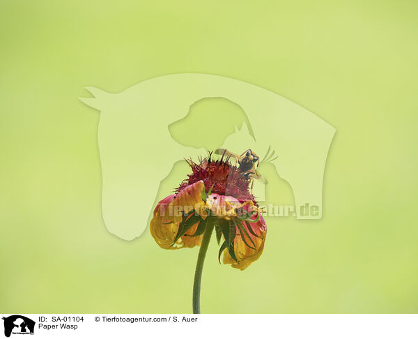 Paper Wasp / SA-01104