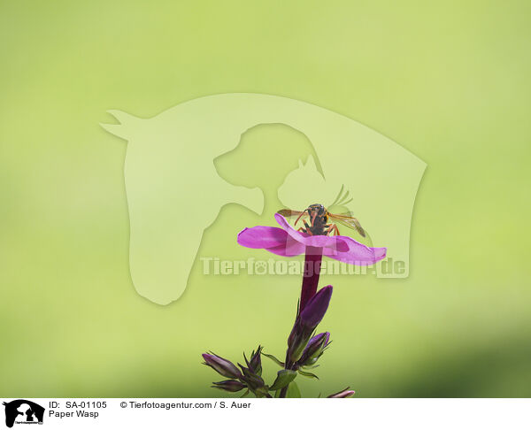 Paper Wasp / SA-01105