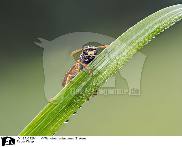 Feldwespe / Paper Wasp / SA-01281