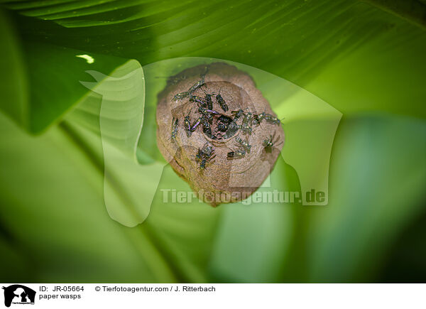 paper wasps / JR-05664