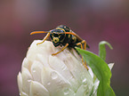 Paper Wasp