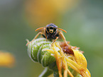 Paper Wasp