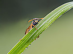 Paper Wasp