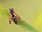 Paper Wasp