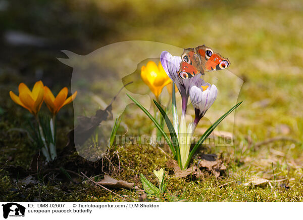 Tagpfauenauge / european peacock butterfly / DMS-02607