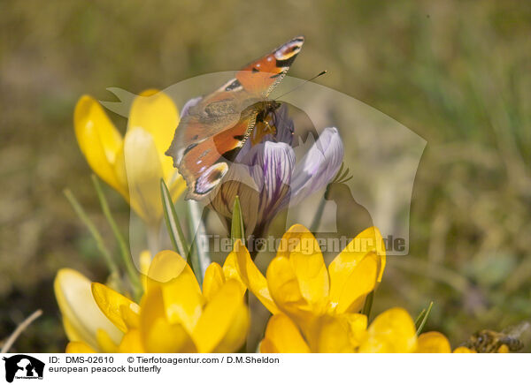european peacock butterfly / DMS-02610