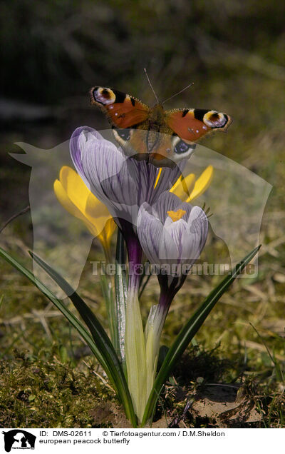 Tagpfauenauge / european peacock butterfly / DMS-02611
