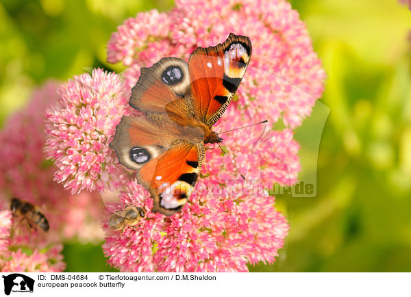 Tagpfauenauge / european peacock butterfly / DMS-04684