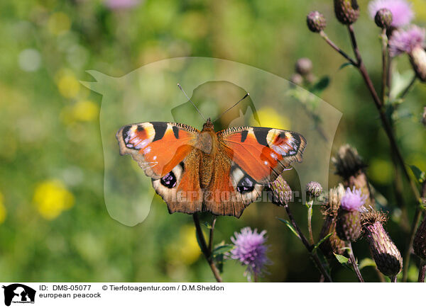 Tagpfauenauge / european peacock / DMS-05077
