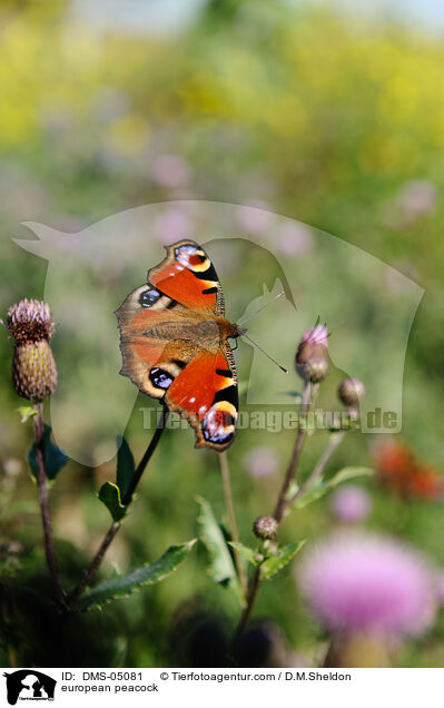 Tagpfauenauge / european peacock / DMS-05081