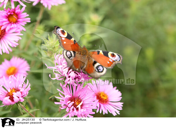 Tagpfauenauge / european peacock / JH-25130