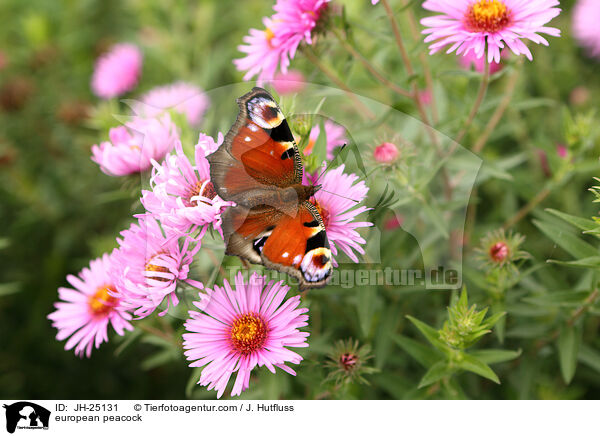Tagpfauenauge / european peacock / JH-25131