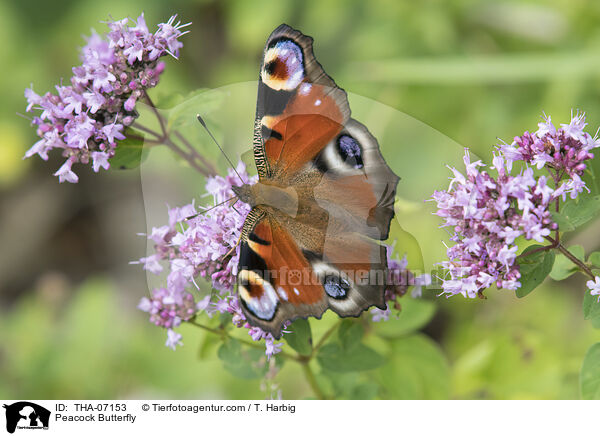 Peacock Butterfly / THA-07153