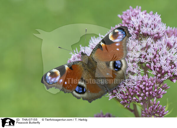 Peacock Butterfly / THA-07155