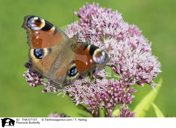 Peacock Butterfly / THA-07157