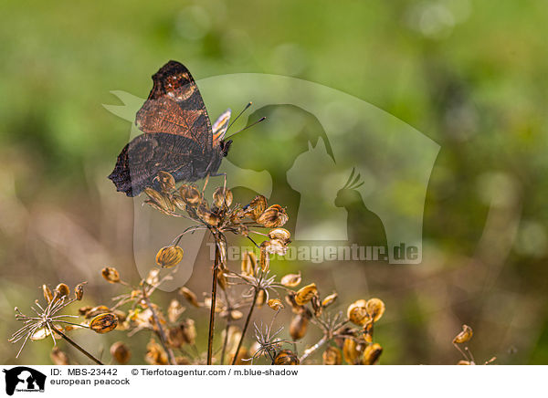 Tagpfauenauge / european peacock / MBS-23442
