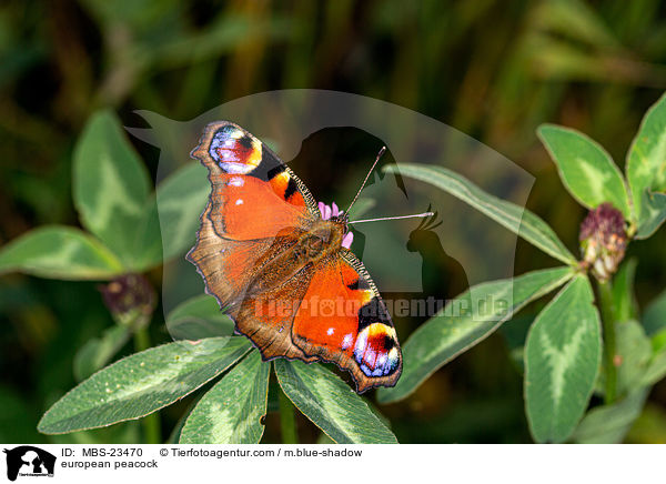 european peacock / MBS-23470