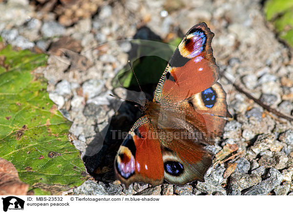 european peacock / MBS-23532