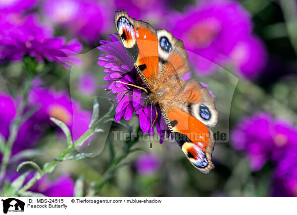 Peacock Butterfly / MBS-24515